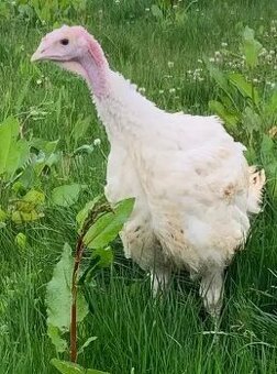 Predám domáce morky – živé aj očistené.