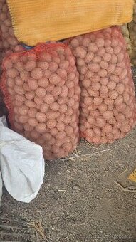 Predám sadbové zemiaky