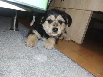 Darujem šteniatko - 1