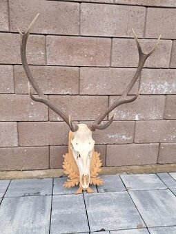 Jeleň, trofej, trofeje, parozie