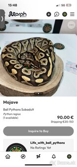 Ball Python ,Python kráľovsky Python Regius