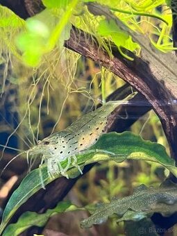 Krevetky Amano Japonica
