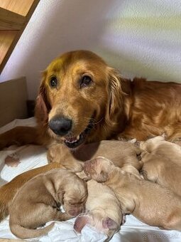 Zlatý retriever šteniatka