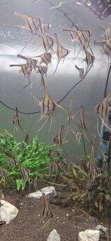 Pterophyllum Santa Isabel