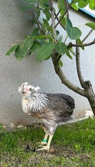Araucana strieborna