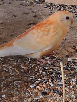 predam