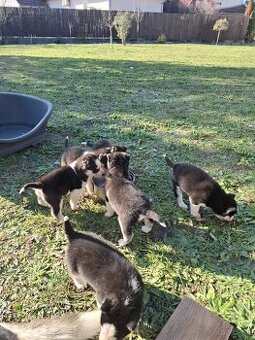 Predám šteniatka sibírsky husky