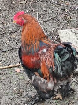 Predám KOHÚTOV Marans medenokrkej