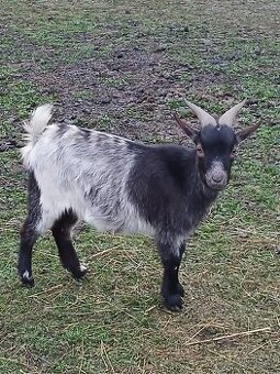 Mini Holandská koza - Madalena