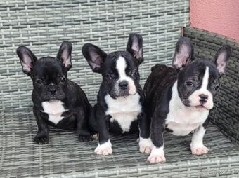 Francuzsky buldog šteniatka