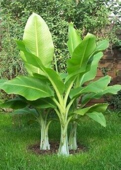 Raritny Bananovnik Snežný - Ensete Glaucum s bielym kmenom