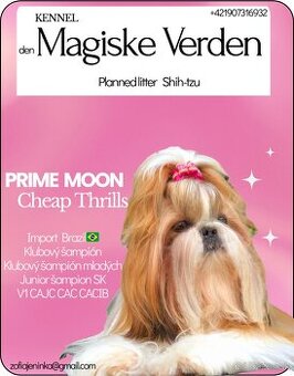 Shih-tzu s PP (šicu, shihtzu, shih tzu )