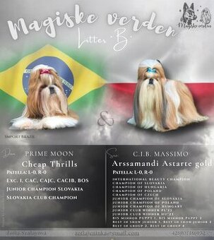Shih-tzu s PP (šicu, shihtzu, shih tzu )