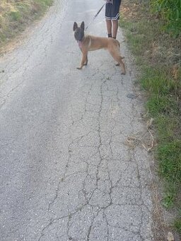 Belgicky ovčiak Malinois
