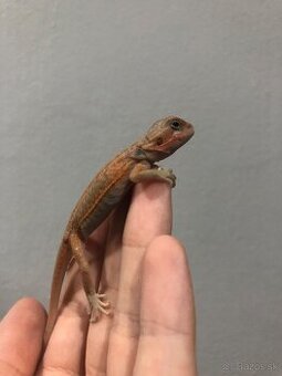 Agama bradata Hypo Trans Leatherback het Zero