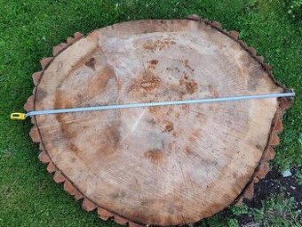 Topoľové drevo, priečny rez z topoľa suche