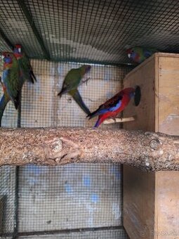 Predám Penanty prírodné