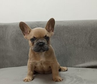 Francuzsky buldoček