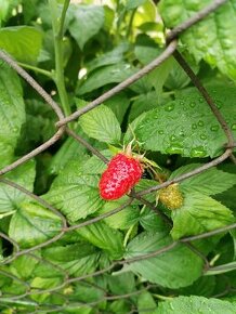 Maliny celoročné v kvetináči