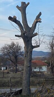 Ponúkam na predaj orechový kmeň priemer 60cm, výška 390cm
