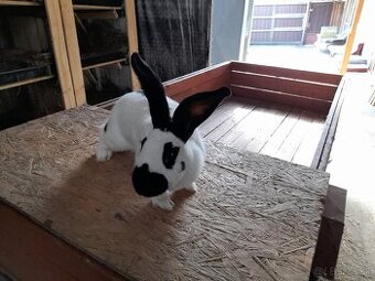 Nemecký obrovitý strakáč čierny