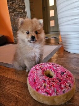 Predám šteniatko Nemeckého trpasličieho špica oranžoveho