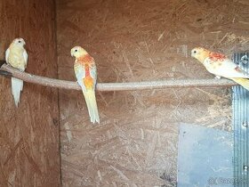 Papagaj spevavy Orange Rubino