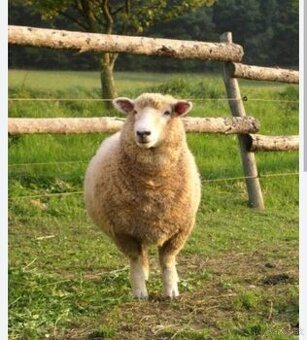 Romney Marsh – Kent.