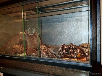 Acanthoscurria geniculata