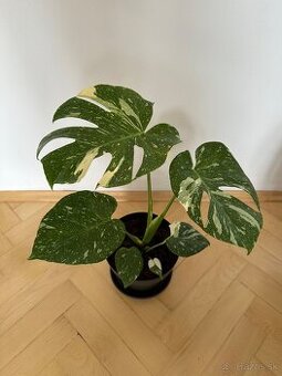 Monstera thai constalation