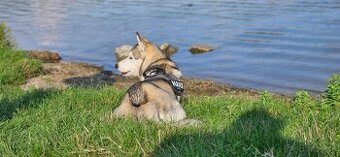 Sibírsky Husky na krytie