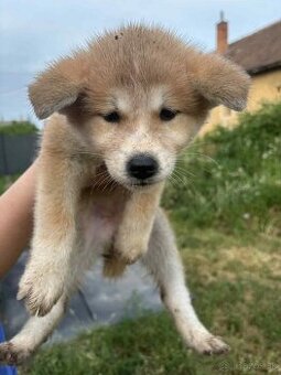 Šteniatka Akita Inu
