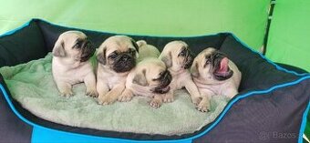 Mops