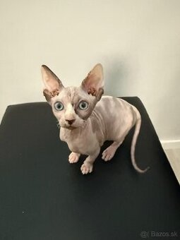 Don Sphynx