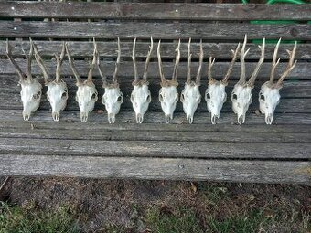 Srnčie trofeje 10ks. - 1