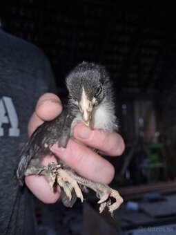 Kuriatka marans