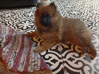 Pomeranian špic