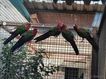 rozela penant červená samec 2025