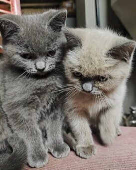 Predám britské mačiatka