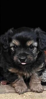 Jazvečík, yorkshire, šteniatka