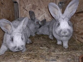 Predám králiky.