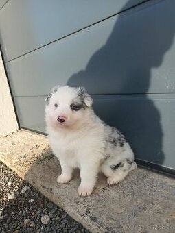 Šteniatka border kólia - 1