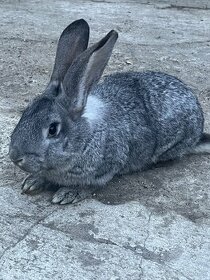 zajace (králiky) - 1