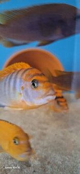 Labidochromis hongi sweden - 1