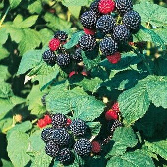 Predám odkopky malina čierna BLACK JEWEL