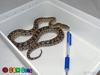 Epicrates cenchria alvarezi - Argentine Rainbow Boa