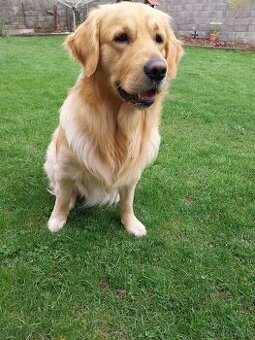 Zlatý retriever na krytie