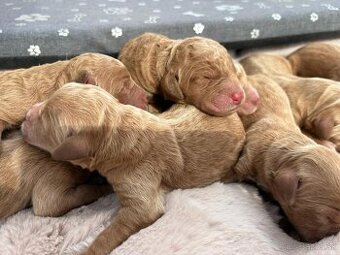 Goldendoodle