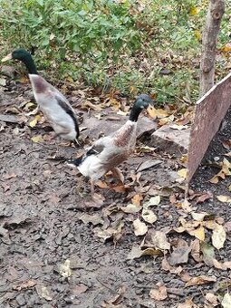 Indické bežce len káčery