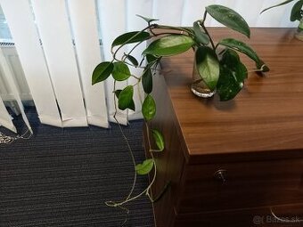 Hoya, hoja, voskovka,